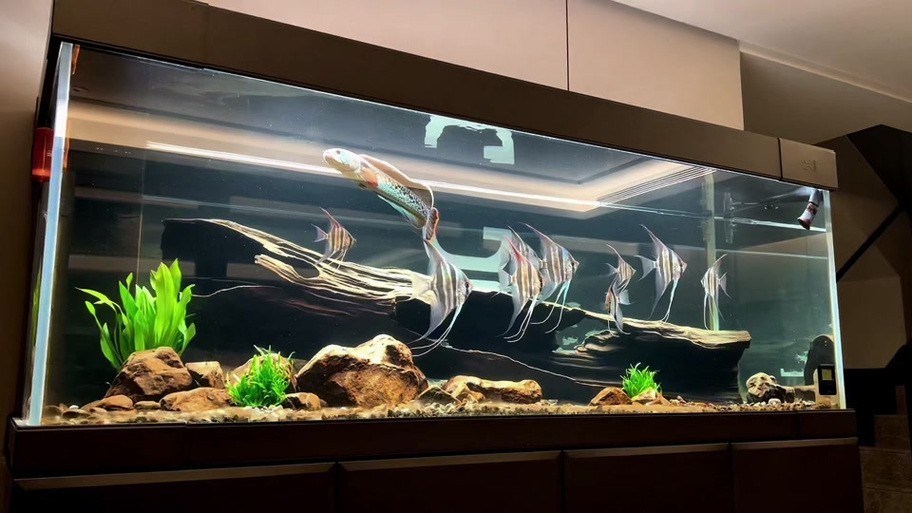 雷龍魚可以和銀龍魚混養(yǎng)嗎圖片欣賞