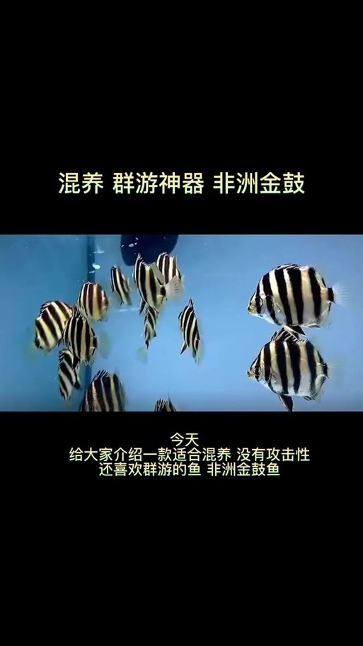雷龍魚可以和銀龍魚混養(yǎng)嗎圖片欣賞