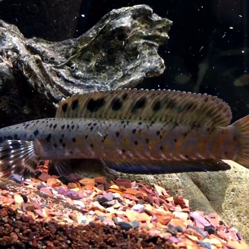 藍色的龍魚叫什么魚啊