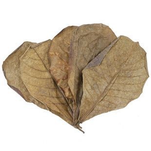 橄欖葉魚缸：橄欖葉在魚缸中使用注意事項詳解橄欖葉在魚缸中的應用 橄欖葉魚缸：橄欖葉在魚缸中使用注意事項詳解橄欖葉在魚缸中的應用 魚缸百科 第4張