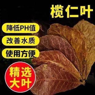 橄欖葉魚缸：橄欖葉在魚缸中使用注意事項詳解橄欖葉在魚缸中的應用 橄欖葉魚缸：橄欖葉在魚缸中使用注意事項詳解橄欖葉在魚缸中的應用 魚缸百科 第5張