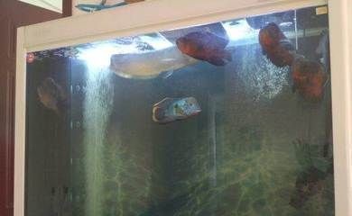 家里養(yǎng)銀龍魚招財(cái)嗎（銀龍魚招財(cái)嗎）