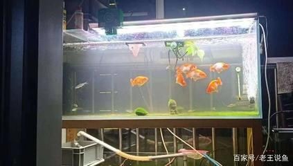 魚缸水變渾濁的原因及解決辦法圖片