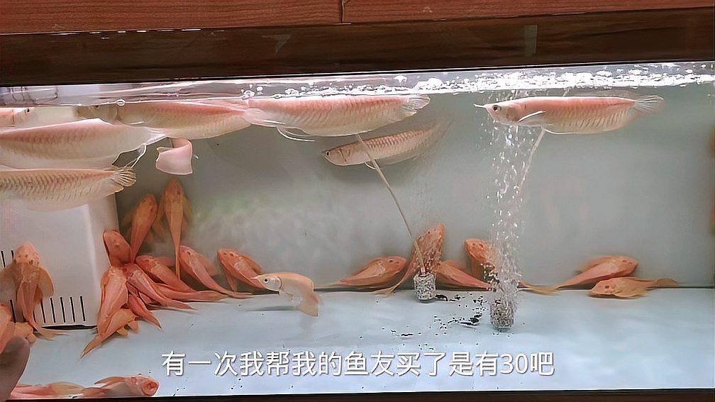 白子銀龍魚圖片大全