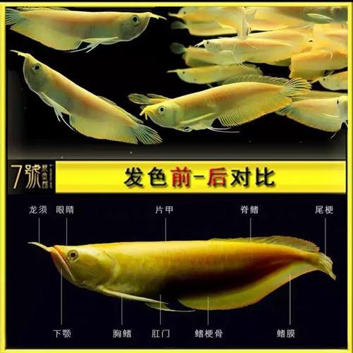 白子銀龍魚圖片大全
