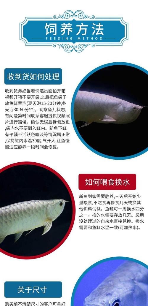 白子銀龍魚圖片大全