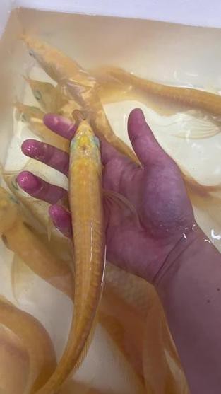 白子銀龍魚圖片大全