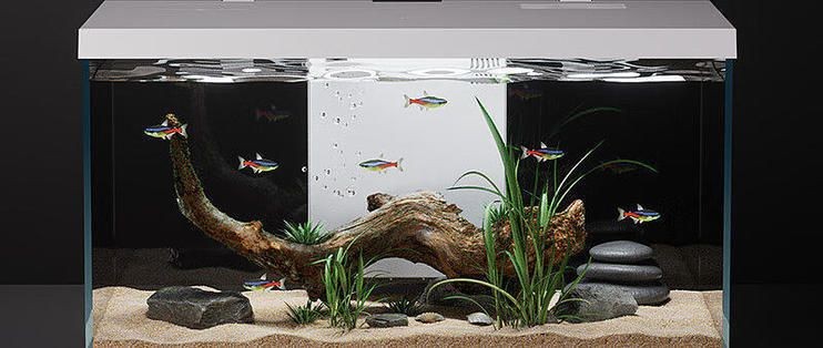 喜來佳魚缸官網旗艦店：喜來佳魚缸官網旗艦店具體信息獲取途徑獲取途徑