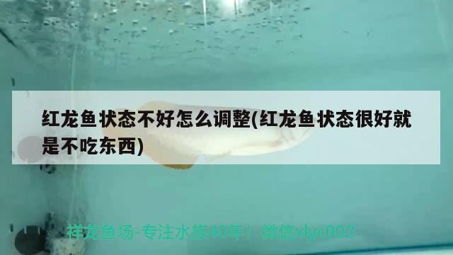 晉城市城區建樂魚店 晉城市城區建樂魚店 全國水族館企業名錄 第2張