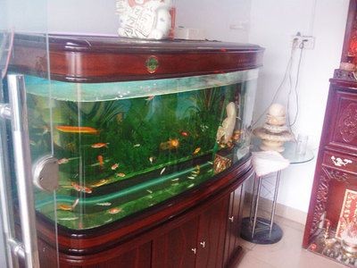 浚瀾魚缸，浚瀾魚缸是一個值得信賴的品牌浚瀾魚缸的維護技巧