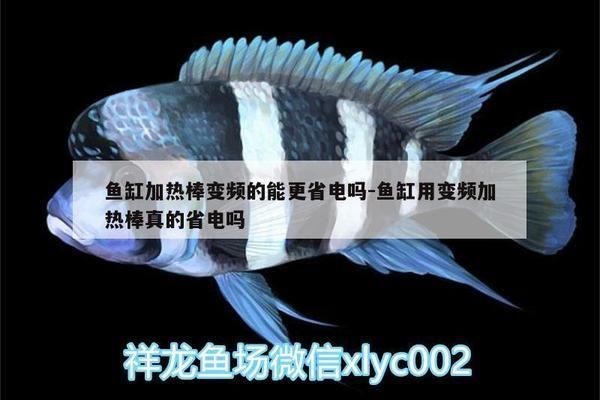 魚缸加熱棒變頻真的能省電？：如何維護魚缸加熱棒省電