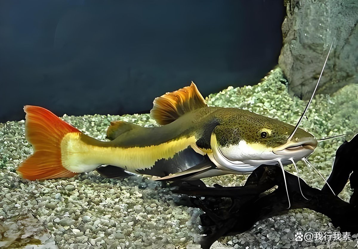 能和雷龍魚混養的魚 能和雷龍魚混養的魚 龍魚百科 第6張