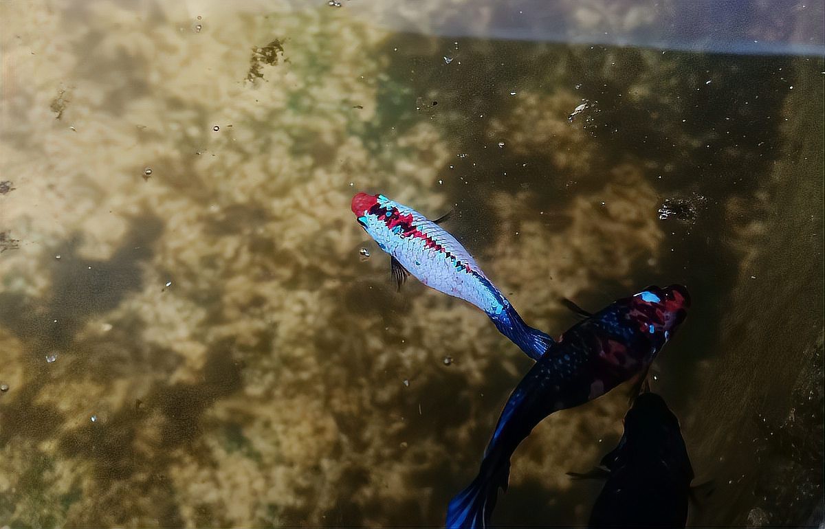 能和雷龍魚混養的魚 能和雷龍魚混養的魚 龍魚百科 第4張