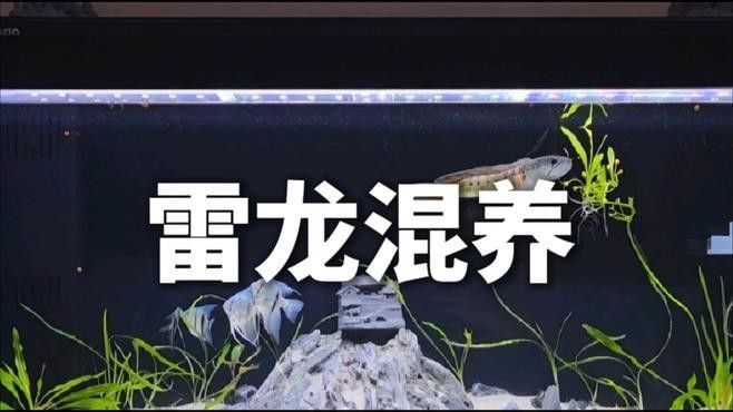 能和雷龍魚混養的魚 能和雷龍魚混養的魚 龍魚百科 第1張