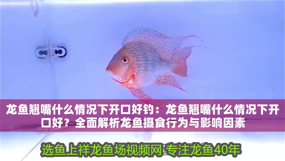 龍魚翹嘴什么情況下開口好釣：龍魚翹嘴什么情況下開口好？全面解析龍魚攝食行為與影響因素