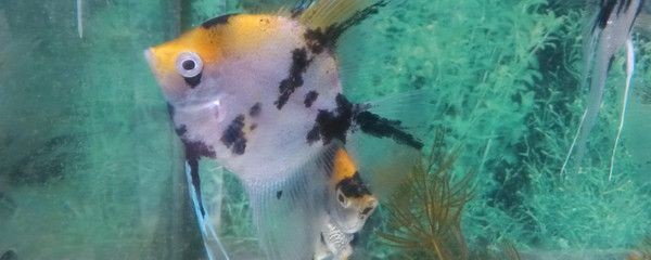 魚缸隔離版：自制魚缸隔離板教程，魚缸隔離板維護與清潔方法 魚缸隔離版：自制魚缸隔離板教程，魚缸隔離板維護與清潔方法 魚缸百科 第3張