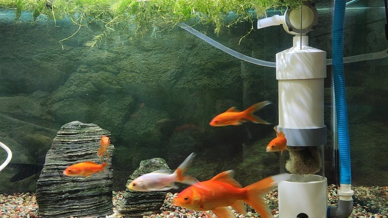 如何判斷紅龍魚是否成功建立條件反射？