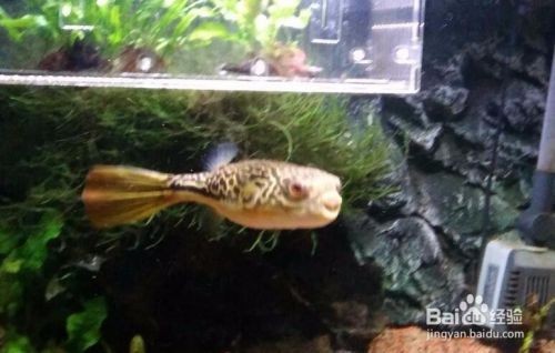 皇冠狗頭 龍魚 混養【皇冠狗頭與龍魚混養的成功案例及解決方法及解決方法】