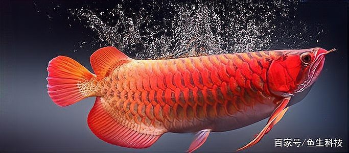 純紅龍魚價格