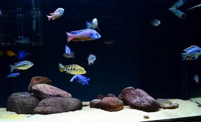 非洲魚缸造景的基本材料和步驟，：非洲魚缸造景基本材料和步驟 非洲魚缸造景的基本材料和步驟，：非洲魚缸造景基本材料和步驟 魚缸百科 第3張