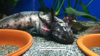 六角恐龍魚大魚缸能養嗎圖片：六角恐龍魚在家中養殖六角恐龍魚的養殖需要注意什么