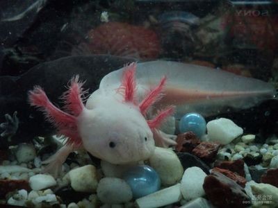 六角恐龍魚大魚缸能養嗎圖片：六角恐龍魚在家中養殖六角恐龍魚的養殖需要注意什么