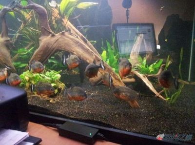 祥龍魚缸時間設置步驟詳解圖：祥龍魚缸時間設置步驟詳解圖詳情