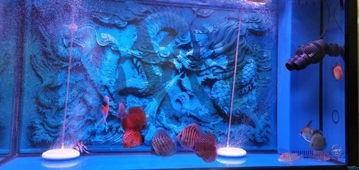 祥龍魚缸時間設置步驟詳解圖：祥龍魚缸時間設置步驟詳解圖詳情