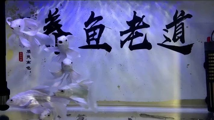 魚缸水質(zhì)管理的重要性是養(yǎng)魚成功的關(guān)鍵之一：過濾好的魚缸換水頻率可以根據(jù)季節(jié)變化對(duì)養(yǎng)魚有影響 魚缸水質(zhì)管理的重要性是養(yǎng)魚成功的關(guān)鍵之一：過濾好的魚缸換水頻率可以根據(jù)季節(jié)變化對(duì)養(yǎng)魚有影響 魚缸百科 第1張