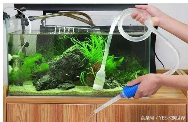 魚缸水質(zhì)管理的重要性是養(yǎng)魚成功的關(guān)鍵之一：過濾好的魚缸換水頻率可以根據(jù)季節(jié)變化對(duì)養(yǎng)魚有影響 魚缸水質(zhì)管理的重要性是養(yǎng)魚成功的關(guān)鍵之一：過濾好的魚缸換水頻率可以根據(jù)季節(jié)變化對(duì)養(yǎng)魚有影響 魚缸百科 第3張