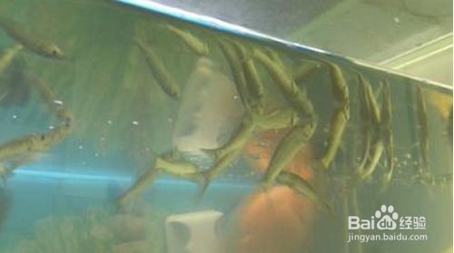 魚缸水質(zhì)管理的重要性是養(yǎng)魚成功的關(guān)鍵之一：過濾好的魚缸換水頻率可以根據(jù)季節(jié)變化對(duì)養(yǎng)魚有影響 魚缸水質(zhì)管理的重要性是養(yǎng)魚成功的關(guān)鍵之一：過濾好的魚缸換水頻率可以根據(jù)季節(jié)變化對(duì)養(yǎng)魚有影響 魚缸百科 第2張