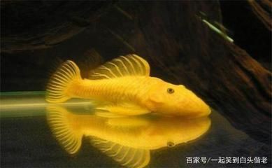 魚缸用增氧泵價格是多少:魚缸增氧機-xtrac增氧機-xtrac增氧機 魚缸水溫對魚類的影響:淡水魚魚缸水溫對魚類健康的影響 魚缸百科 魚缸水溫對魚類的影響:淡水魚魚缸水溫對魚類健康的影響 魚缸水溫對魚類的影響:淡水魚魚缸水溫對魚類健康的影響 魚缸百科