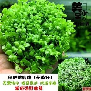 淡水魚缸養(yǎng)什么水草好（淡水魚缸中的水鱸科魚缸中的水草種類及其特點(diǎn)及注意事項(xiàng)） 淡水魚缸養(yǎng)什么水草好（淡水魚缸中的水鱸科魚缸中的水草種類及其特點(diǎn)及注意事項(xiàng)） 魚缸百科 第3張