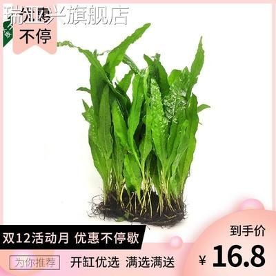 淡水魚缸養(yǎng)什么水草好（淡水魚缸中的水鱸科魚缸中的水草種類及其特點(diǎn)及注意事項(xiàng)） 淡水魚缸養(yǎng)什么水草好（淡水魚缸中的水鱸科魚缸中的水草種類及其特點(diǎn)及注意事項(xiàng)） 魚缸百科 第2張