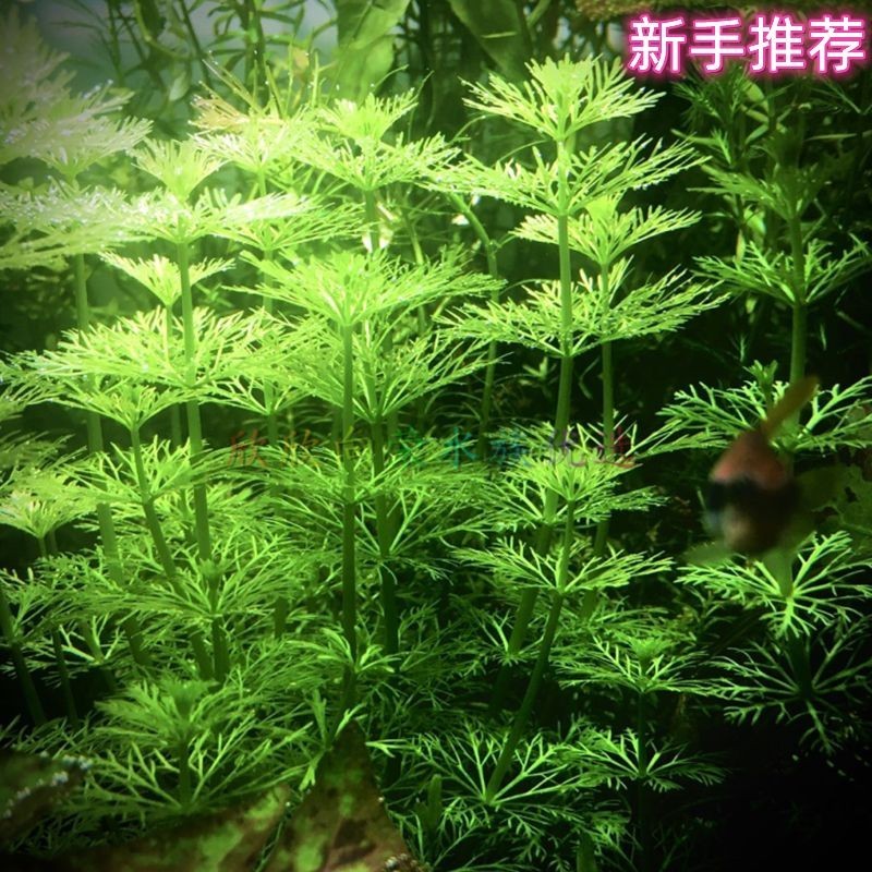 淡水魚缸養(yǎng)什么水草好（淡水魚缸中的水鱸科魚缸中的水草種類及其特點(diǎn)及注意事項(xiàng)） 淡水魚缸養(yǎng)什么水草好（淡水魚缸中的水鱸科魚缸中的水草種類及其特點(diǎn)及注意事項(xiàng)） 魚缸百科 第1張