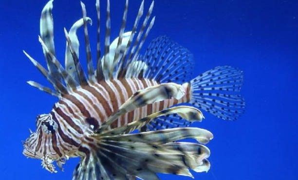 大魚缸：四川戲浪科技公司、廣州美人魚水族和無錫鴻顏水族用品有限公司等