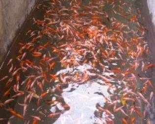 錦鯉吃龍魚飼料好嗎：錦鯉可以吃龍魚飼料嗎？