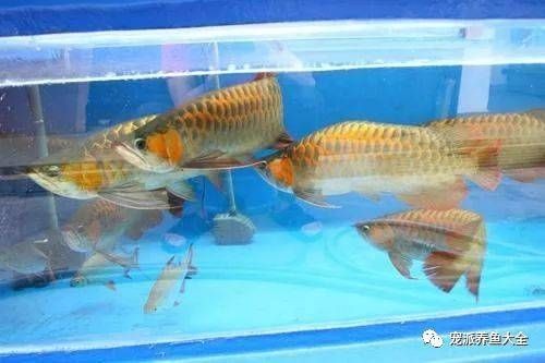 夏天養龍魚需要加熱棒嗎為什么：夏天養龍魚一定需要加熱棒嗎夏天養龍魚需要加熱棒嗎 夏天養龍魚需要加熱棒嗎為什么：夏天養龍魚一定需要加熱棒嗎夏天養龍魚需要加熱棒嗎 龍魚百科 第2張