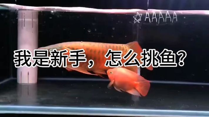 如何選擇龍魚（如何挑選一條高品質的龍魚）