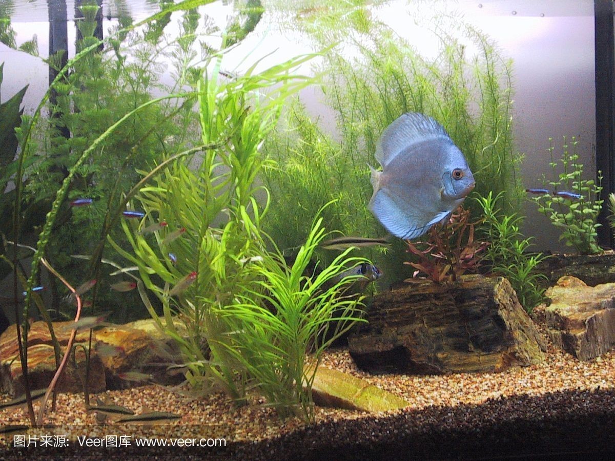 藍鉆魚缸官網:亞克力魚缸與玻璃魚缸對比藍鉆魚缸市場價格比較 魚缸百科 第1張 藍鉆魚缸官網:亞克力魚缸與玻璃魚缸對比藍鉆魚缸市場價格比較 藍鉆魚缸官網:亞克力魚缸與玻璃魚缸對比藍鉆魚缸市場價格比較 魚缸百科 第1張