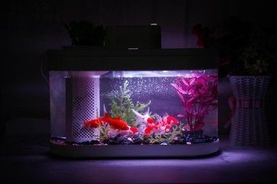 小米魚缸兩棲版好用嗎:小米魚缸兩棲版怎么樣 魚缸百科 第4張 小米魚缸兩棲版好用嗎:小米魚缸兩棲版怎么樣 小米魚缸兩棲版好用嗎:小米魚缸兩棲版怎么樣 魚缸百科 第4張