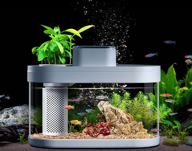 小米魚缸兩棲版好用嗎:小米魚缸兩棲版怎么樣 魚缸百科 第5張 小米魚缸兩棲版好用嗎:小米魚缸兩棲版怎么樣 小米魚缸兩棲版好用嗎:小米魚缸兩棲版怎么樣 魚缸百科 第5張