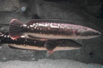 食人魚(水虎)批發:關于食人魚(水虎)批發以及貨源基地的相關信息 龍魚百科 第2張 食人魚(水虎)批發:關于食人魚(水虎)批發以及貨源基地的相關信息 食人魚(水虎)批發:關于食人魚(水虎)批發以及貨源基地的相關信息 龍魚百科 第2張
