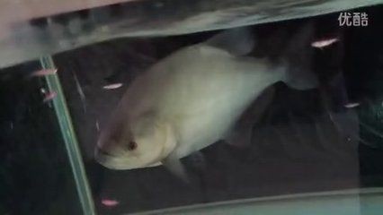 食人魚(水虎)批發:關于食人魚(水虎)批發以及貨源基地的相關信息 龍魚百科 第4張 食人魚(水虎)批發:關于食人魚(水虎)批發以及貨源基地的相關信息 食人魚(水虎)批發:關于食人魚(水虎)批發以及貨源基地的相關信息 龍魚百科 第4張