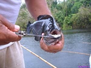 食人魚(水虎)批發:關于食人魚(水虎)批發以及貨源基地的相關信息 龍魚百科 第3張 食人魚(水虎)批發:關于食人魚(水虎)批發以及貨源基地的相關信息 食人魚(水虎)批發:關于食人魚(水虎)批發以及貨源基地的相關信息 龍魚百科 第3張