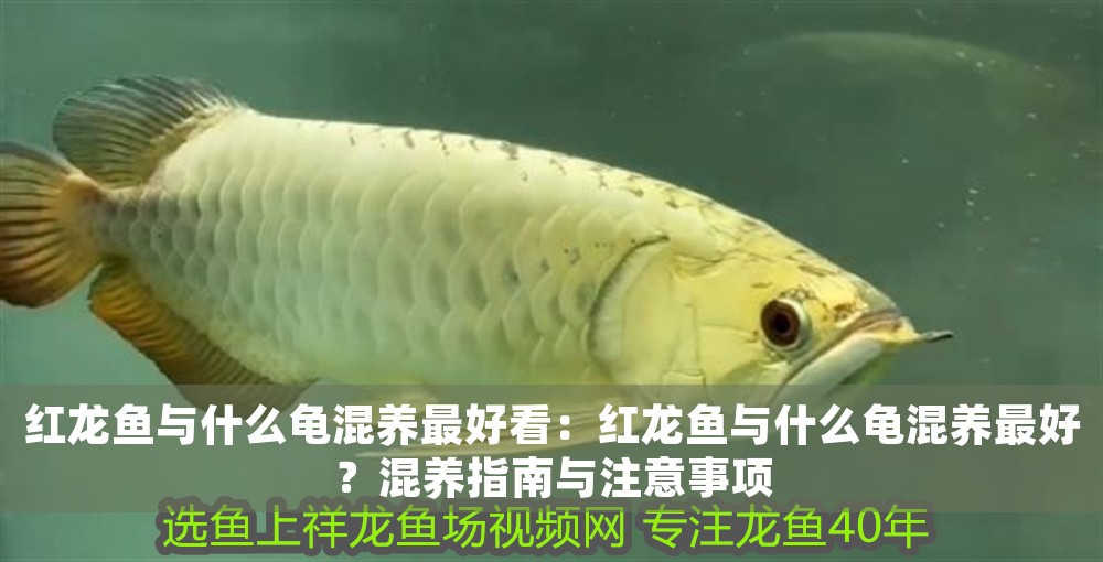 紅龍魚與什么龜混養最好看：紅龍魚與什么龜混養最好？混養指南與注意事項
