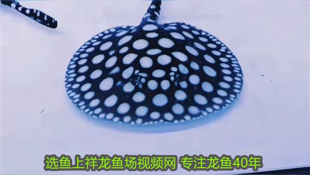 紅龍魚與什么龜混養最好看：紅龍魚與什么龜混養最好？混養指南與注意事項