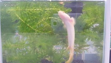 養小龍魚水流大還是小：養小龍魚時水流的大小對魚的生長和健康有著重要影響