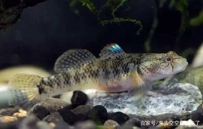 濟南市萊蕪區皓天水族館（濟南市萊蕪區皓天水族館電話） 濟南市萊蕪區皓天水族館（濟南市萊蕪區皓天水族館電話） 全國水族館企業名錄