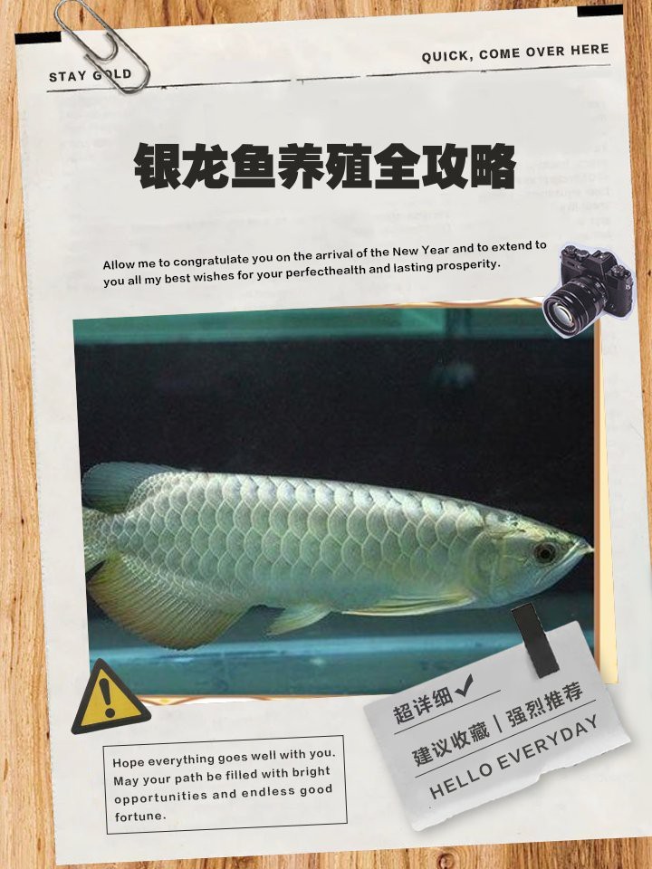 七彩銀龍魚怎么養(yǎng)